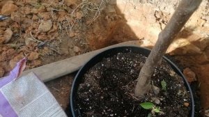 Посадка черешни в Подмосковье. Подробная инструкция