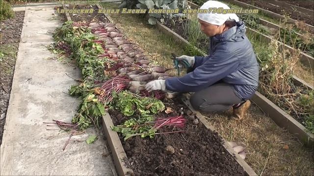 Как правильно убрать и сохранить свёклу. Я сажаю. смотреть онлайн