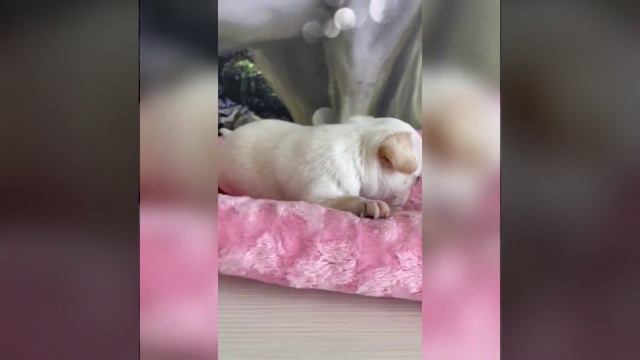 растут детки чихуахуа от Ролекса и Лилу питомник Idris Pride+Кастропуло Алушта 89787458062 смотреть онлайн