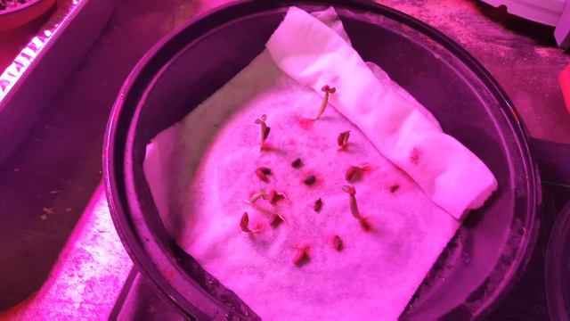 Adenium Seedlings Under A Grow Light