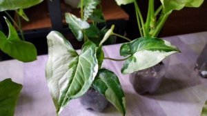 Indoor flowers/Сингониумы. ОБЗОР/ почему НЕ РАЗВОРАЧИВАЮТСЯ листья