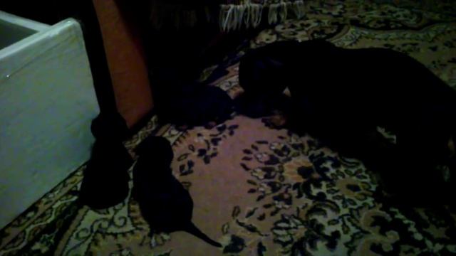 Первый помёт,у таксы Сони. Щенки играют. The First Litter,from The Dachshund Sonya. Puppies Play.
