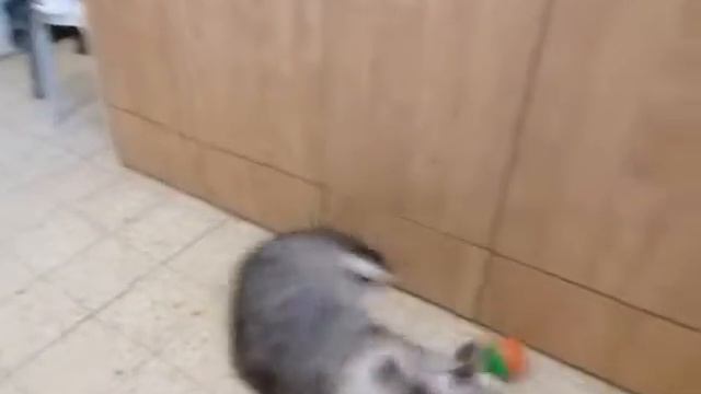 Cat vs beavers ball смотреть онлайн