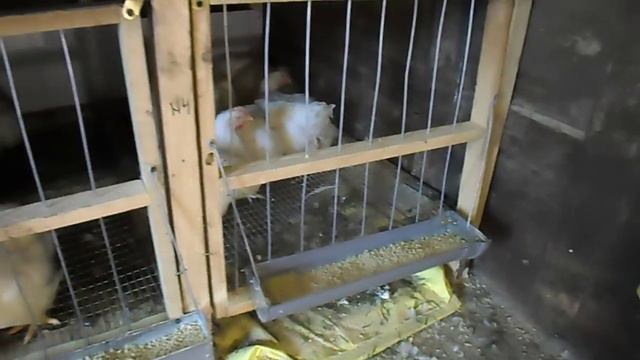 Клетка для бройлера смотреть онлайн