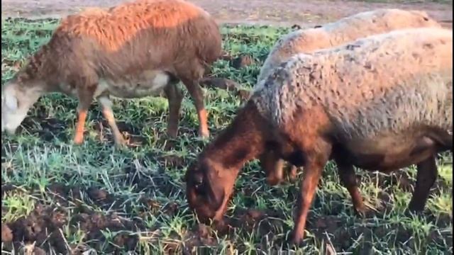 Гиссарские бараны в Татарстане. Октябрь 2021г. смотреть онлайн