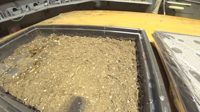 Выращивание клубники из семян. Заготовка семян из клубники. смотреть онлайн