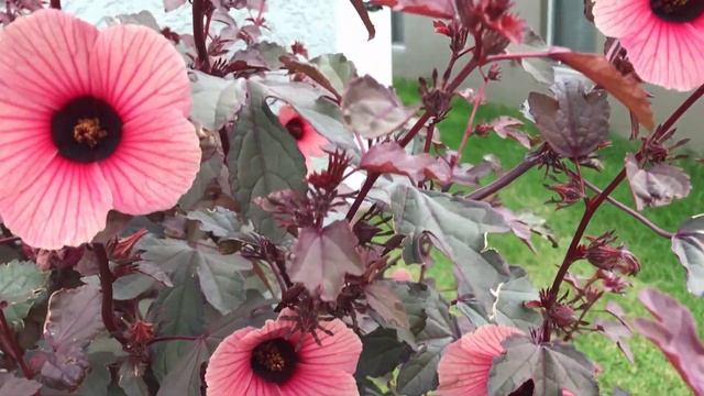 Difference Between Cranberry Hibiscus and Roselle Hibiscus Flowers смотреть онлайн