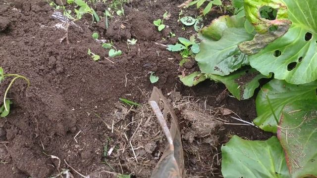 ЕЛЬ КАНАДСКАЯ КОНИКА / ЖИВУЧКА / ПОСАДКА ВЛОГ смотреть онлайн