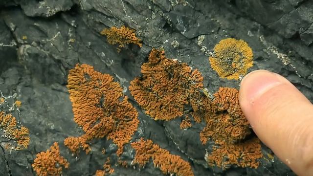 La semaine verte | Fous des lichens смотреть онлайн