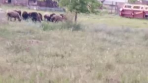 Эдильбаевские овцы 21.06.2022г.