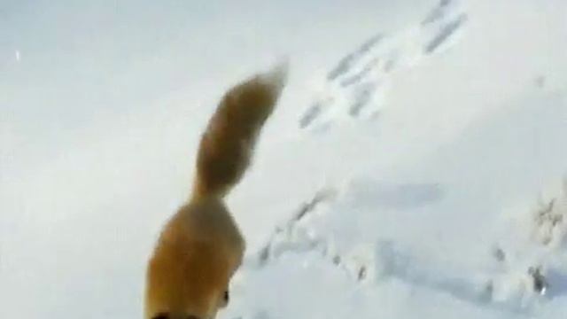 Лиса на охоте смотреть онлайн