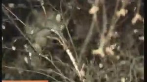 Солдат спасает кота | Солдат снимает кота с дерева