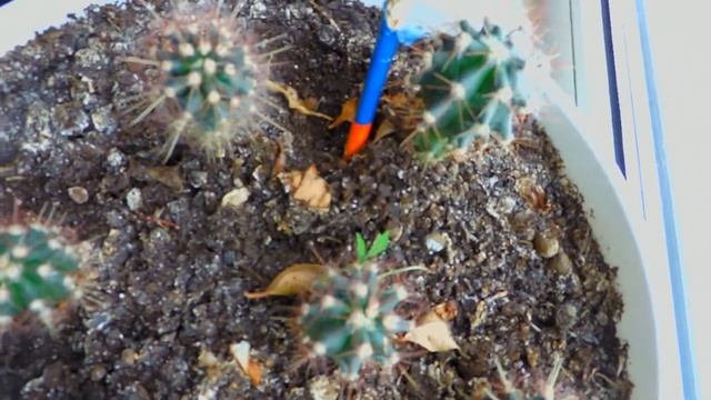 Кактусы \ Веселая семейка смотреть онлайн