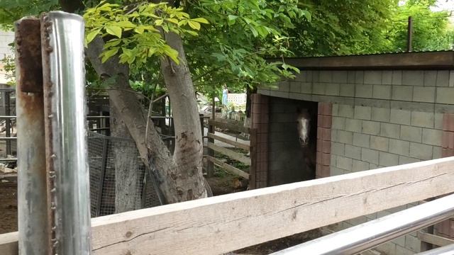 Брабансоны Бинго, Биянка, Яна. Бахчисарай Brabancons Bingo, Biyanka, Yana. Bakhchisarai Bakhchisara смотреть онлайн