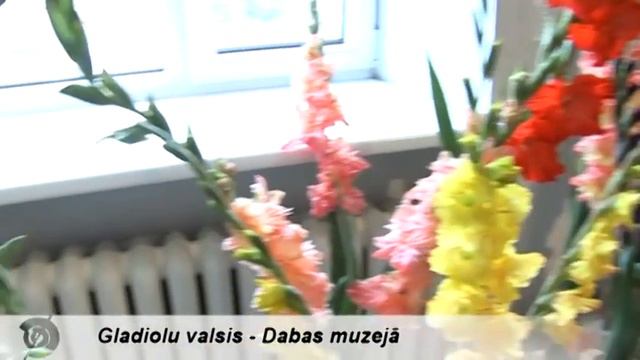 Gladiolu valsis - Dabas muzejā смотреть онлайн