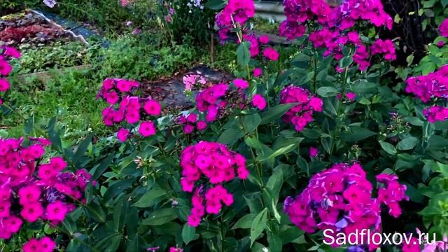 Темный флокс Далила (Dellilah), в моем саду смотреть онлайн