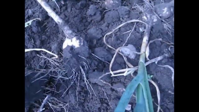 уборка чеснока картофелекопалкой "Wirax" смотреть онлайн