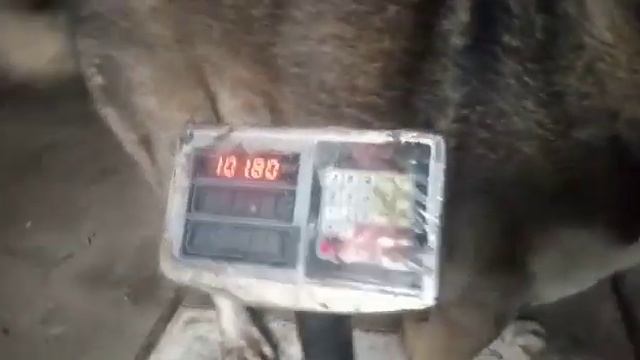 Тот самый Хасар на весах... Волкодав 102кг смотреть онлайн