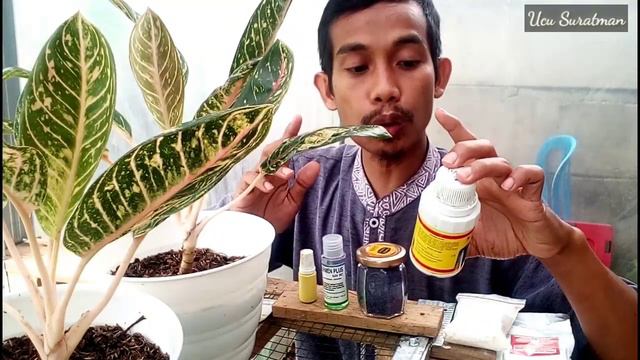 TANAMAN HIAS: OBAT OBAT YANG DIGUNAKAN UNTUK TANAMAN HIAS ATAU AGLAONEMA SAYA смотреть онлайн