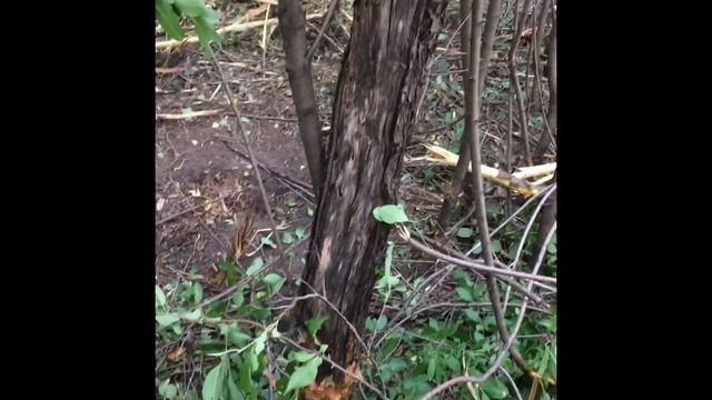 Extreme Brush Hogging 6” trees, Tractor, Bobcat and mini loader смотреть онлайн