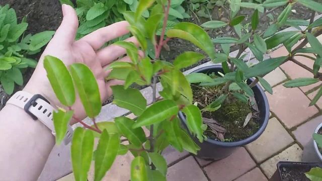 Посылка с Авито, Лавровишня лузитанская, фотиния пильчатая Кранчи , ремнелепестник и барбарис Юлиан смотреть онлайн