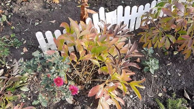 ПОДГОТОВКА ПИОНОВ К ЗИМОВКЕ.УХОД ЗА ПИОНАМИ ОСЕНЬЮ. смотреть онлайн