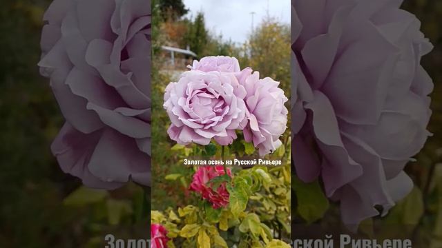 Коллекция из 300 сортов роз в арт-усадьбе "Ландора" смотреть онлайн