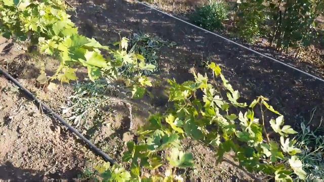 ХЛОРОЗ НА ВИНОГРАДЕ. смотреть онлайн