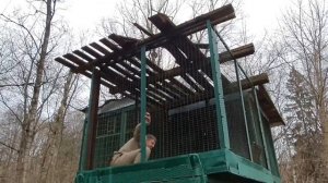 Алексей Щербаков учит перелазить через забор