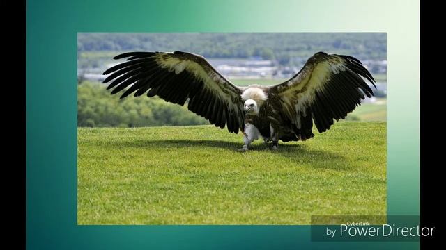 ТОП 5 самых крупных животных смотреть онлайн