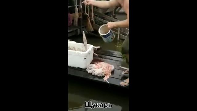 Как поймать ПИРАНЬЮ быстро и много смотреть онлайн