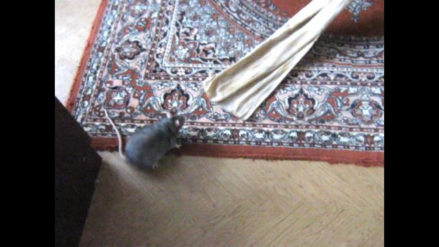 крыса кидается на тряпку смотреть онлайн