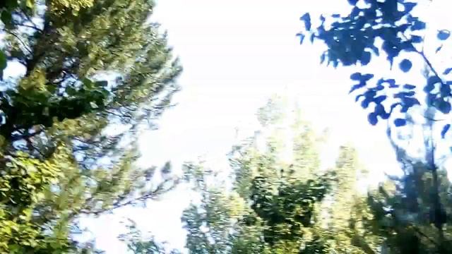 Кедровая шишка урожай 2021 год,шишка есть.