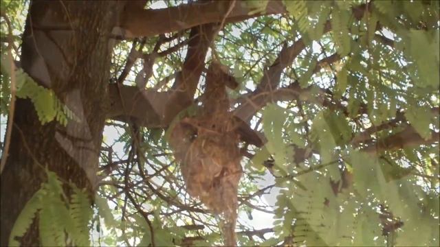 O ninho da cambacica, tratando filhotes, Coereba flaveola смотреть онлайн