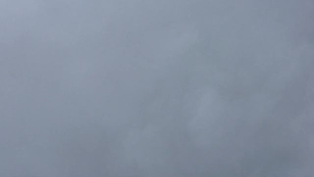 #Pigeons.Гон голубей в туман. смотреть онлайн