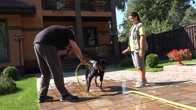 ДТ-23. Купание ротвейлера - если собака боится шланга. смотреть онлайн