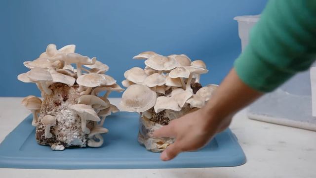 Shiitake Mushroom Fruiting смотреть онлайн