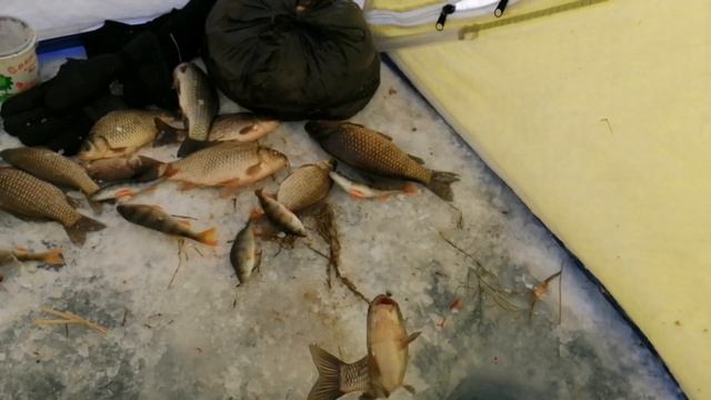 Отличный клёв карася зимой на Малом озере 2020 смотреть онлайн