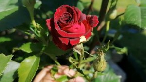 Роза Флорибунда 'Фокус Покус' (Hocus Pocus) - первые полосочки 2024.