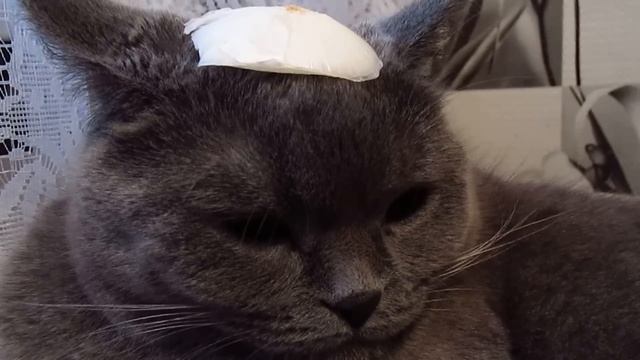 кабачковая икра #Рецепты SMARTKoK смотреть онлайн