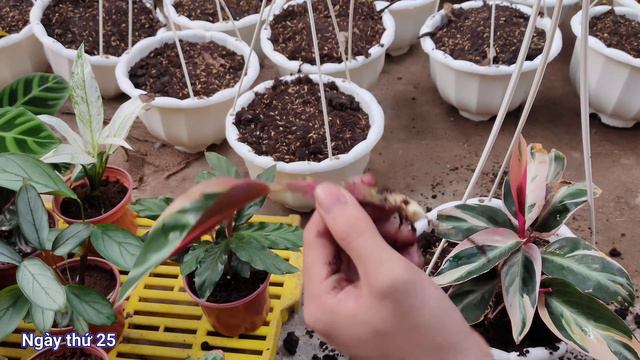 Trồng và chăm sóc cây đuôi công | Calathea смотреть онлайн