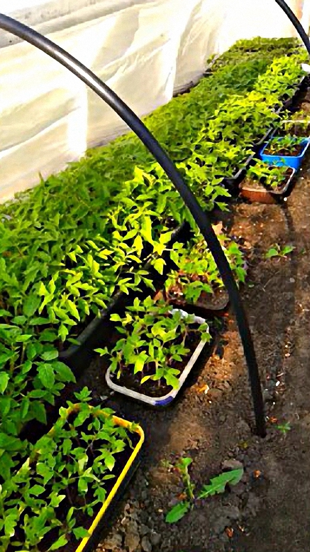 #Будем рассаду скоро высажывать в грунт смотреть онлайн