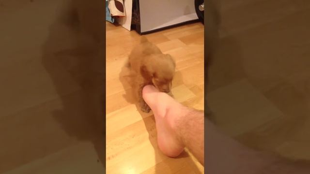 английский кокер спаниель Первый день в квартире смотреть онлайн