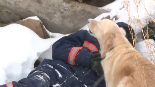 Собачий секрет смотреть онлайн