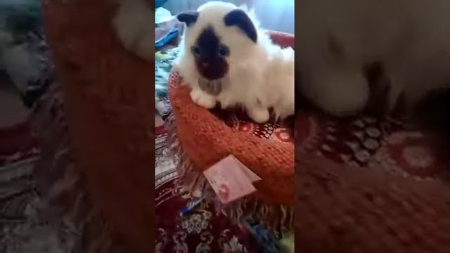 Лукошко для кошки... МЯУ... смотреть онлайн