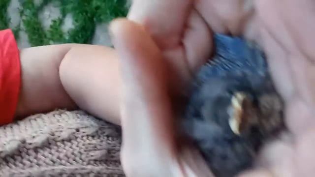 Птенчики бегают по нашему участку смотреть онлайн