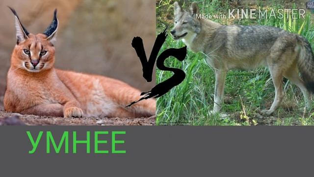 КАРАКАЛ ПРОТИВ КАЙОТВ!!!!! смотреть онлайн