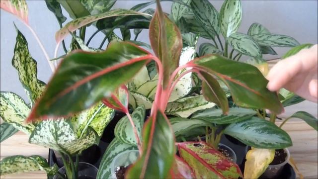 Аглаонема домашняя – простое и неприхотливое комнатное растение смотреть онлайн