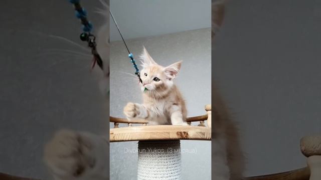 ДивоКун Юкос (3 месяца). Котик породы Мейн-кун окрас красный дымный смотреть онлайн