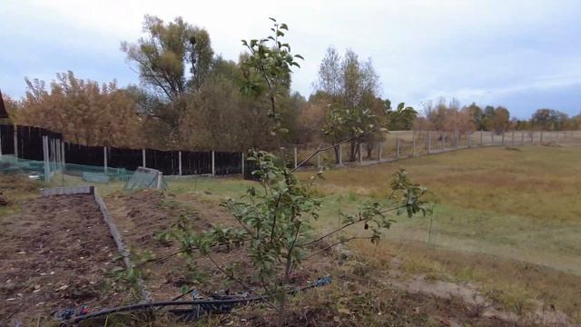 Осенняя посадка чеснока под мульчу. смотреть онлайн